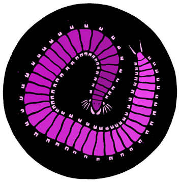 polychaeta5